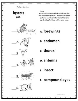Insect Part 1 Assessment by Creative Core Integrations | TPT