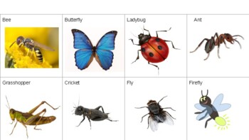 insects pictures with names for kids