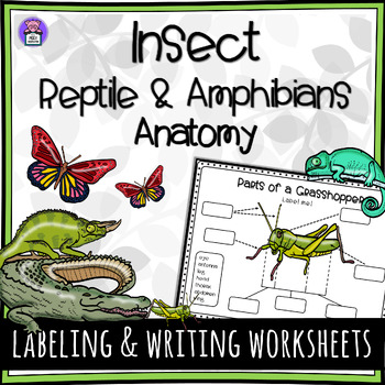 Preview of Insect Reptile and Amphibians - Informative Writing and Labeling