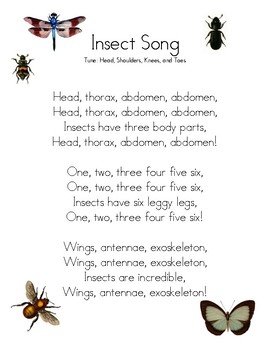 Insect Song Teaching Resources | TPT