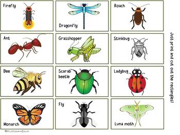 Insect Sorting Activity by Kristen Mulnix | TPT