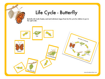 Insect Study - Butterfly Life Cycle (Creative Curriculum) by ...