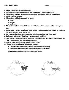 Preview of Insect Study Guide, Quiz, & Answer Key