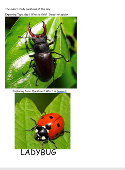 Preview of Insect Study Questions of the Day Pictures Gold Creative Curriculum