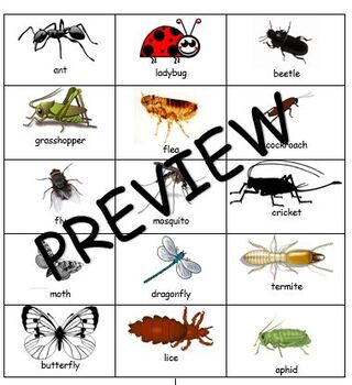 Insect Syllable Sort by Evelyn Cazarez | TPT