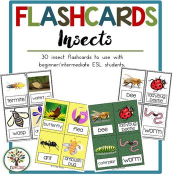 Flashcards Insect Illustrations by Super ESL Teaching Resources | TPT