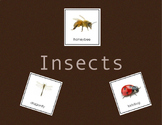 Insect • Three Part Cards • Digital Montessori