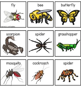 Insect VS Arachnid Sort | Compare and Contrast Insects and Arachnids