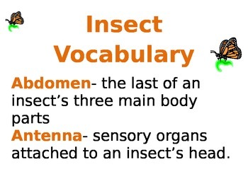 Preview of Insect Vocabulary
