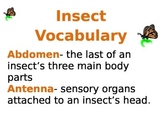 Insect Vocabulary