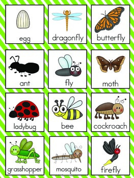 Insect Vocabulary Cards by The Tutu Teacher | Teachers Pay Teachers