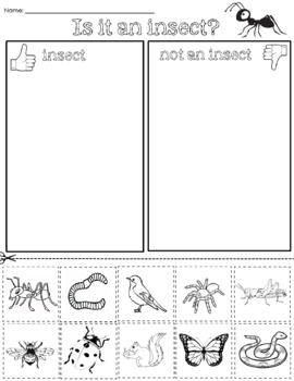 Preview of Insect Vs Non-Insect Sort