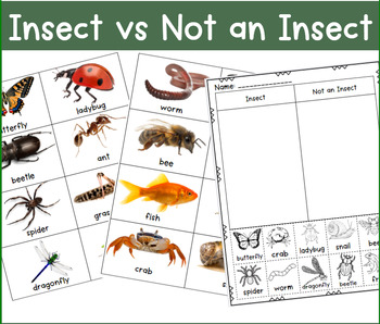 Preview of Insect Vs Not an Insect Picture Sorts with Sentence Stems