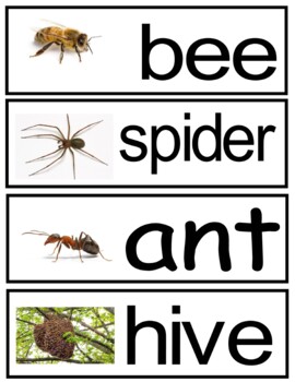 Preview of Insect Word Wall Words
