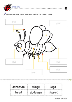 Insect Worksheets / Activities *Printables* by Worksheet Design Studio