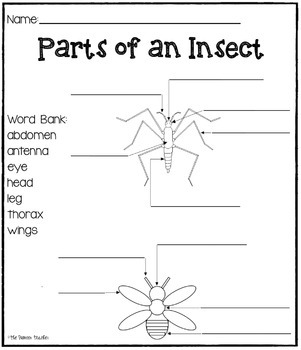Insect [Writing And Science] Pack by Kids and Coffee | TpT