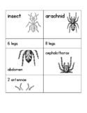Insect and Arachnid trait sorting