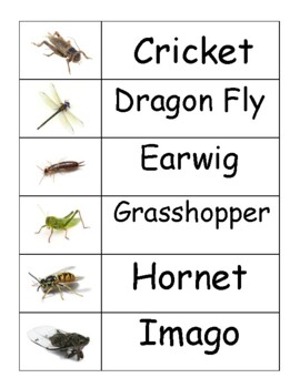 Insect and Bug Word Wall Words by Purposefully Preschool | TpT