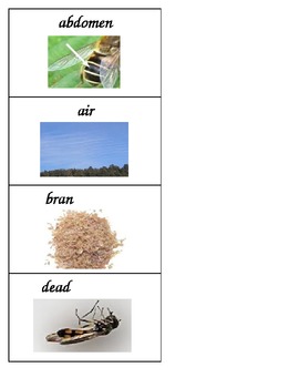 Preview of Insect and Plant Vocabulary Cards based on FOSS