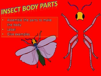 Preview of Insect body parts assembling kit