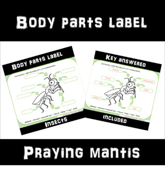 Preview of Insect body parts label (praying mantis)
