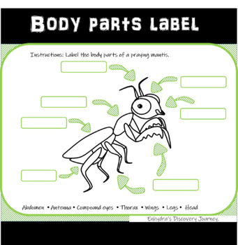 Insect body parts label (praying mantis) by Enhydra's discovery journey