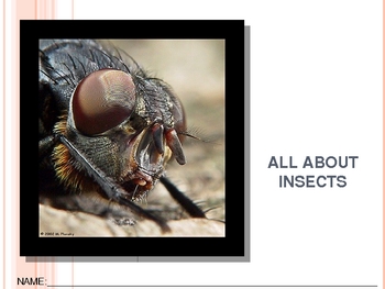Preview of Insect booklet power point