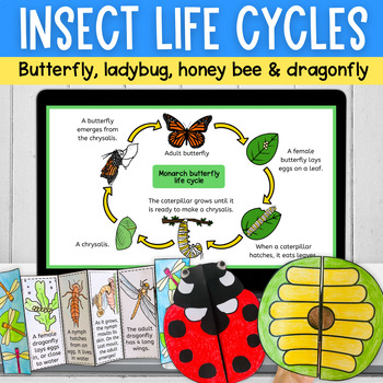 Preview of Insect life cycles Google Slides & cut paste activities butterfly bee ladybug
