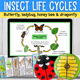 Insect life cycles Google Slides & cut paste activities bu