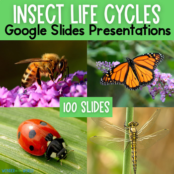 Preview of Insect life cycles Google Slides presentations butterfly ladybug dragonfly bee