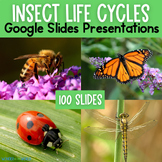 Insect life cycles Google Slides presentations butterfly l