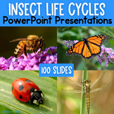 Insect life cycles PowerPoint slide shows butterfly ladybu
