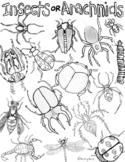 Insect or Arachnid Coloring Page / Worksheet- PDF + Print!