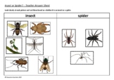 Insect or Spider Sort - Identifying Insects & Arachnids - 