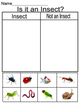 Insect sorting by Deana Kaluza | Teachers Pay Teachers