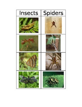 Preview of Insect versus Spider