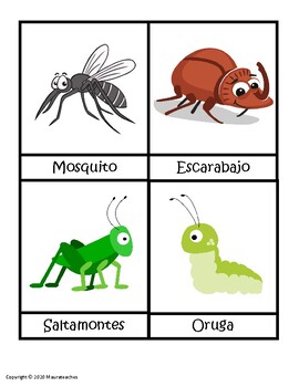 Insectos by maurateaches | Teachers Pay Teachers