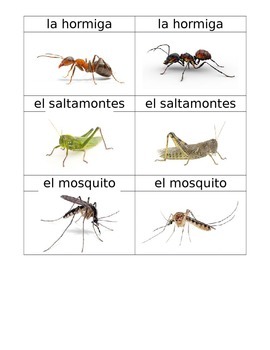 Insectos Flashcards Spanish by Bilingual Babe | Teachers Pay Teachers
