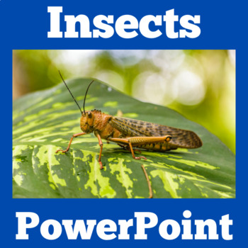 Preview of BUGS INSECT INSECTS Activity PowerPoint Kindegarten 1st 2nd 3rd 4th SCIENCE