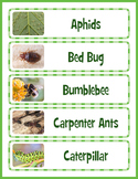 Bugs and Insects Word Wall Bulletin Board