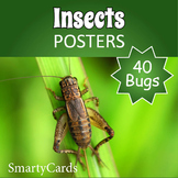 Bugs and Insects Posters - Bugs and Insects Photos Bulletin Board