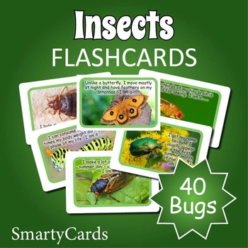 Preview of Bugs and Insects Flashcards - Printable Bugs and Insects Photo Cards