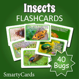 Bugs and Insects Flashcards - Printable Bugs and Insects P