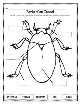 Insects by Helps4Teachers | TpT