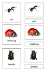 Insects (3-Part Montessori Cards)