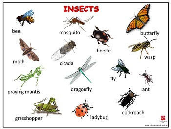 Insects A3 Poster by Kids Science Club | Teachers Pay Teachers