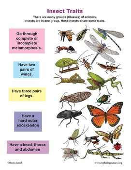 Preview of Insects Activity Bundle (K-2)