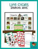 Insects: Ants (Life Cycles Pack)