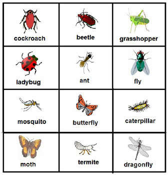 Insects Bingo by PedagoNet | TPT