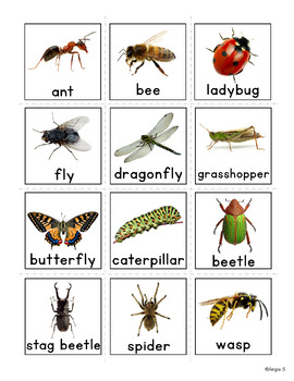 Insects Bugs Communication Picture Cards for Non Verbal Students Autism ...